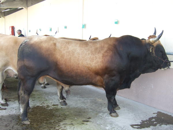 Primeiro premio de touros Asturiana de Los valles